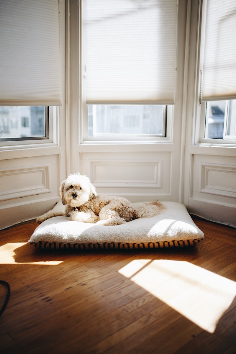 Photo by Matthew Hamilton dog lying on pet bed near window with sun passing through